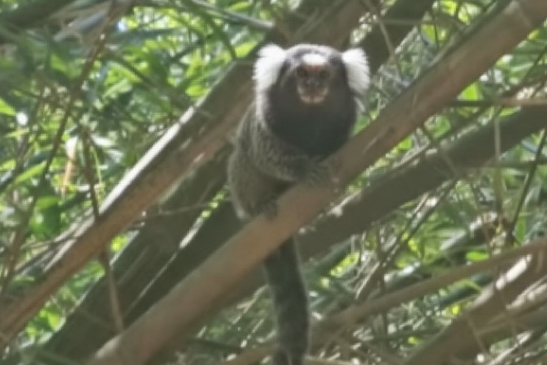 casadabaiana-site2area-natureza-04