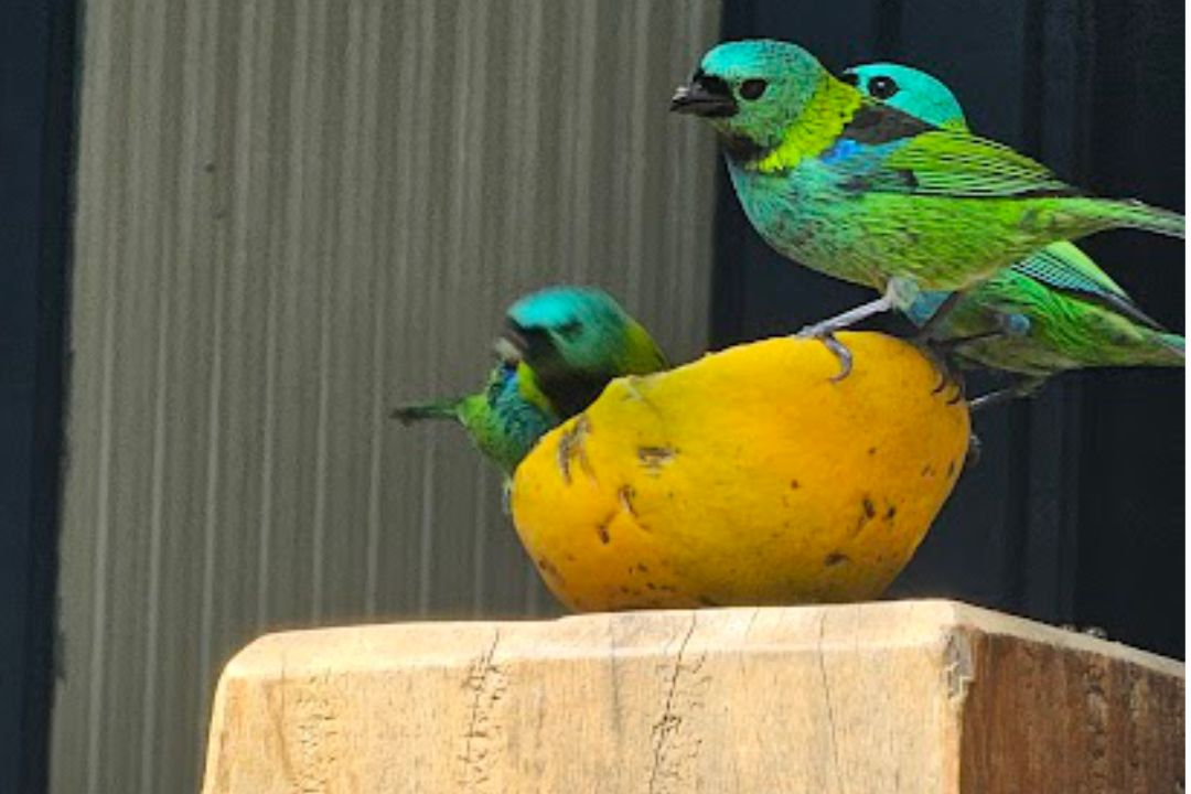 casadabaiana-site2area-natureza-05