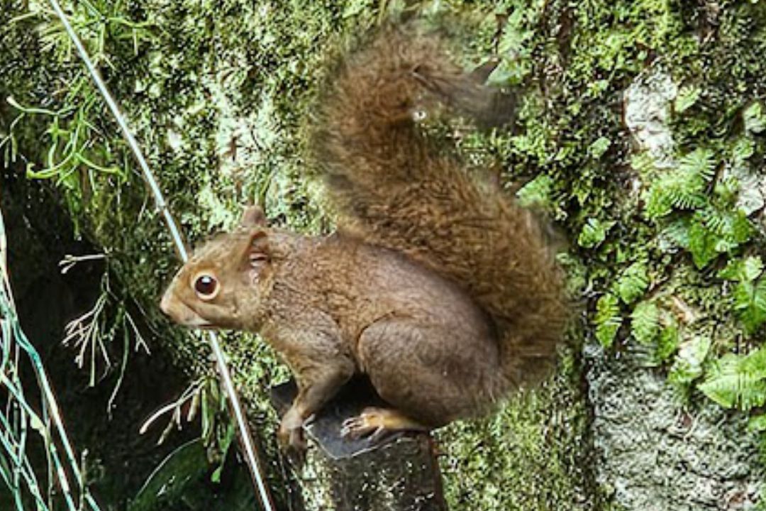 casadabaiana-site2area-natureza-06