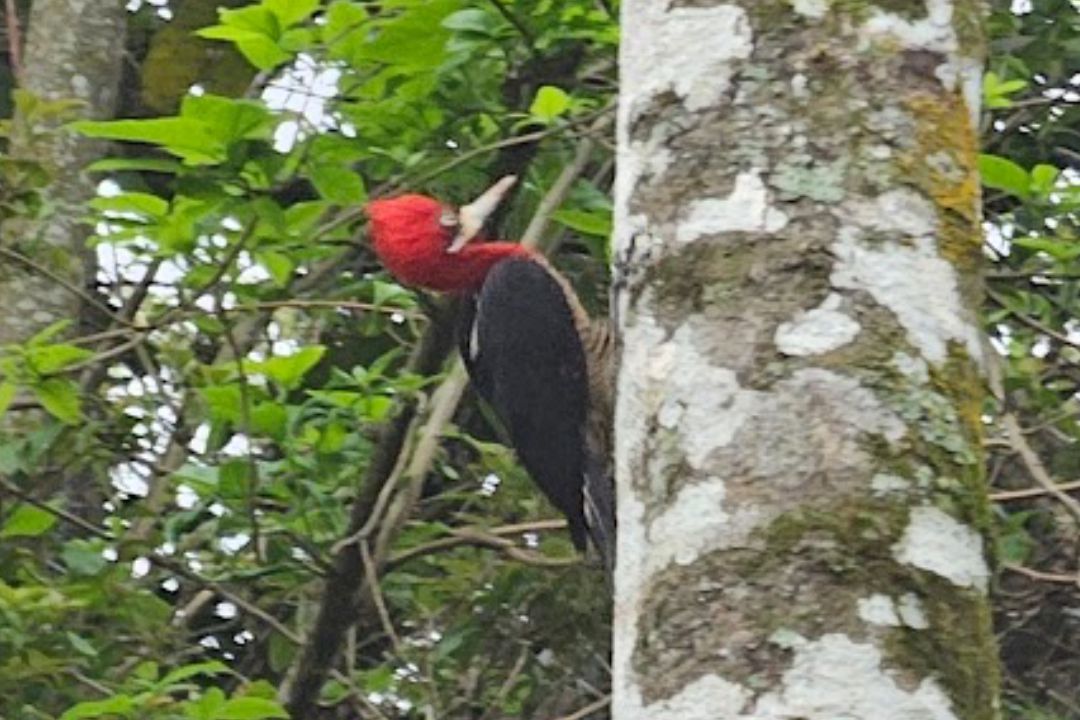 casadabaiana-site2area-natureza-07